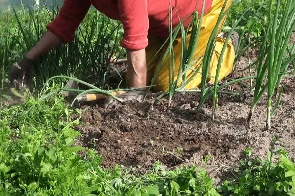 уход за луком Параде