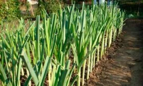 Уход за луком-пореем