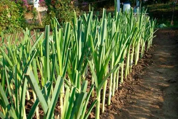 Уход за луком-пореем