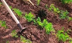 уход за морковью Болеро