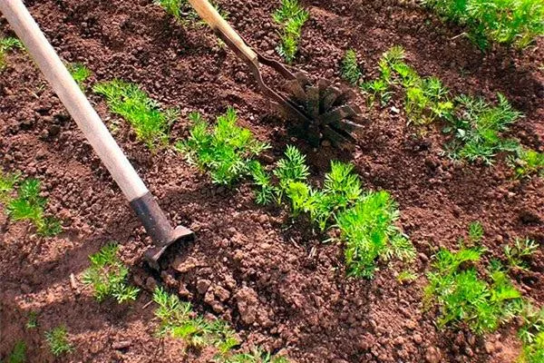 уход за морковью Болеро