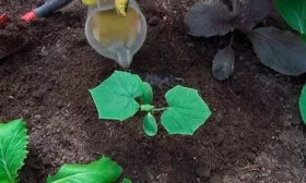 Уход за огурцами