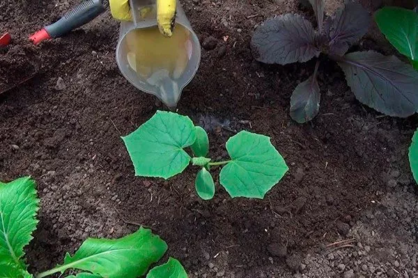 Уход за огурцами