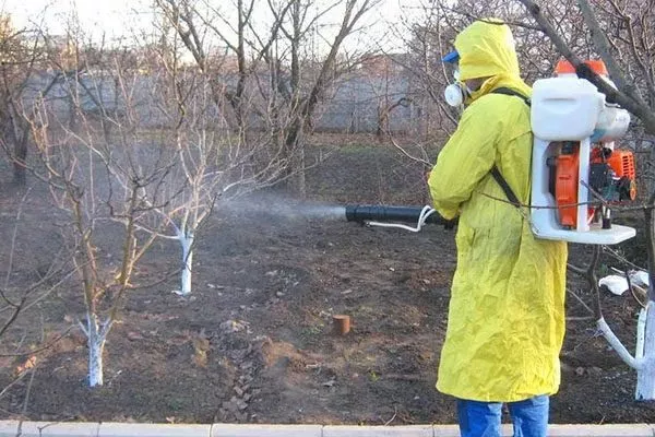 уход за персиком Кардинал