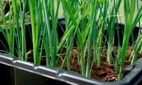 Уход за рассадой