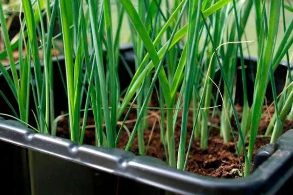 Уход за рассадой