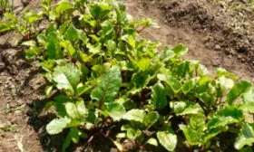 Уход за свёклой одноростковой в течение сезона