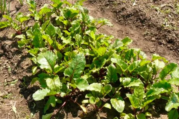 Уход за свёклой одноростковой в течение сезона