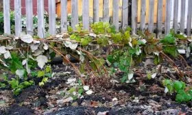 Укрытие на зиму