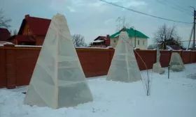 Укрытие на зиму Яблоня Лигол