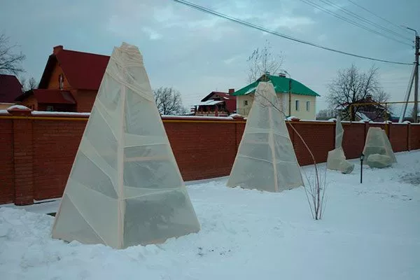 Укрытие на зиму Яблоня Лигол