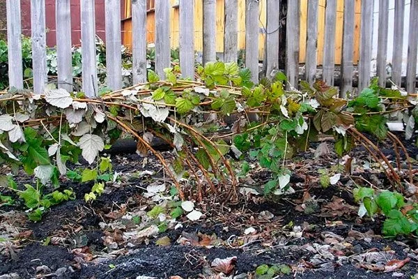 Укрытие на зиму