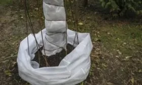 укрытие персика Чемпион на зиму