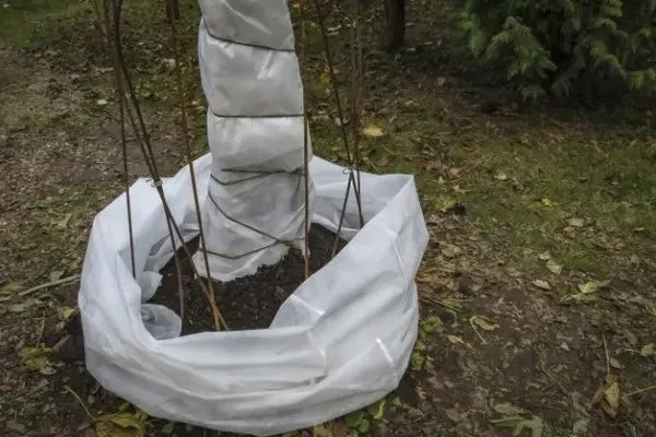 укрытие персика Чемпион на зиму