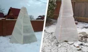 укрытие персика Харнас на зиму