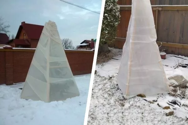 укрытие персика Харнас на зиму