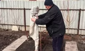 укрытие сливы на зиму