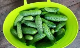 урожай Селёдочки