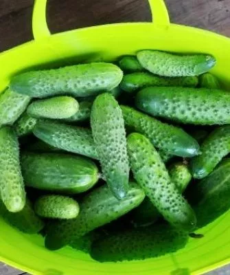 урожай Селёдочки