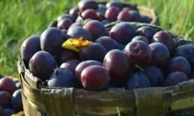 урожай сливы Гармония