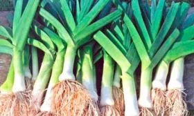 Урожайность