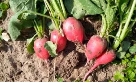 Урожайность