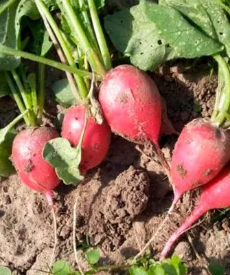 Розово-красный с белым кончиком