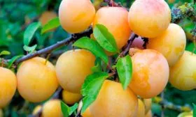 Урожайность и сроки поспевания