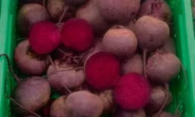 Урожайность и сроки созревания