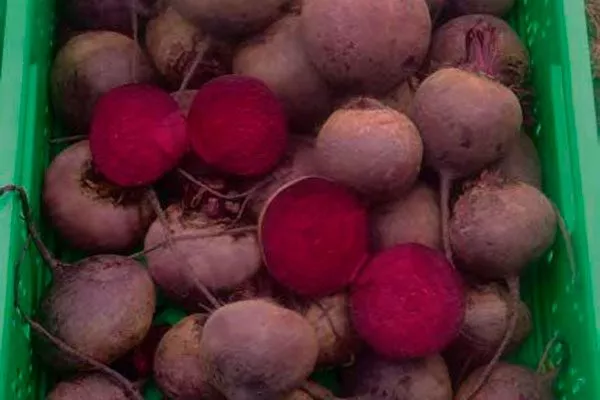 Урожайность и сроки созревания