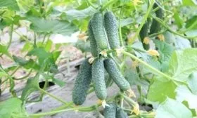 урожайность огурцов Бастион