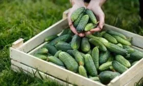 урожайность огурцов сорта Огородник