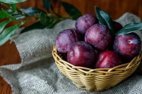 урожайность сливы Голливуд