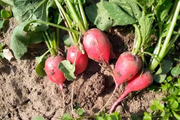 Урожайность