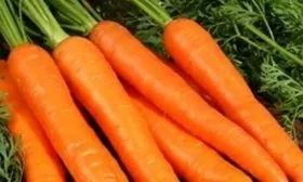 урожай моркови Голландская