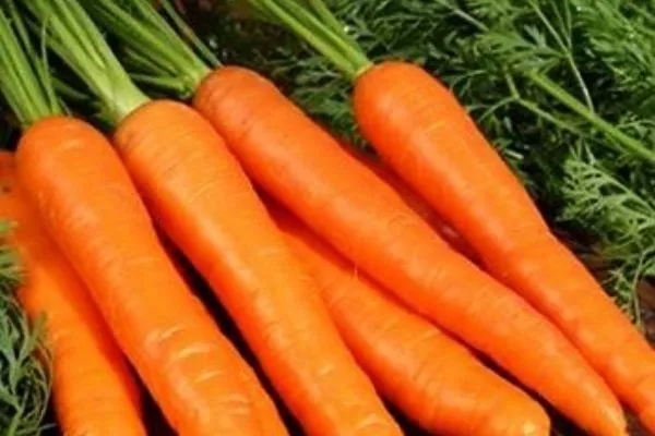 урожай моркови Голландская