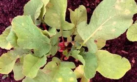 Устойчивость к болезням и вредителям