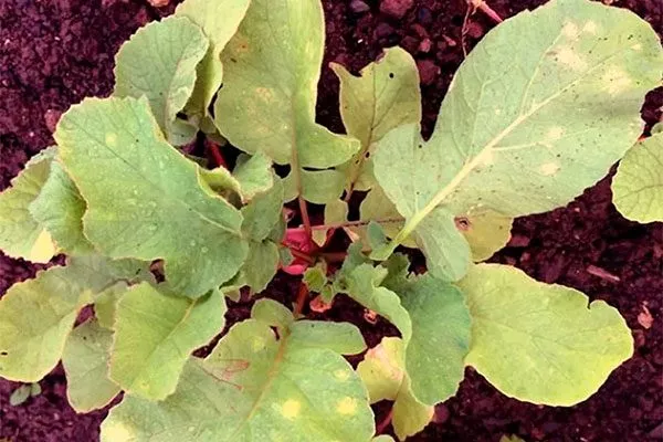 Устойчивость к болезням и вредителям