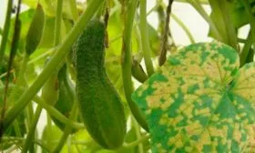 Устойчивость к болезням и вредителям