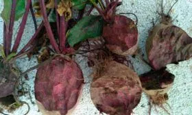 Устойчивость к болезням и вредителям