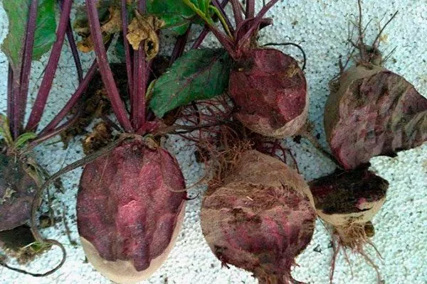 Устойчивость к болезням и вредителям