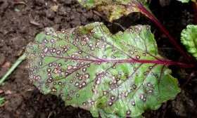 Устойчивость к заболеваниям и вредителям