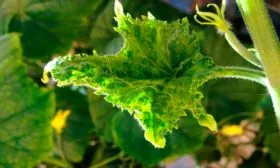 Устойчивость к заболеваниям вредителям