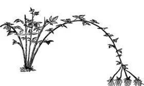 Верхушечными отводками Малина Глен Кое