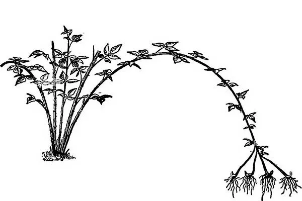 Верхушечными отводками Малина Глен Кое