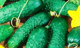 Созревание и урожайность