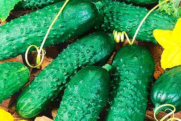 Созревание и урожайность