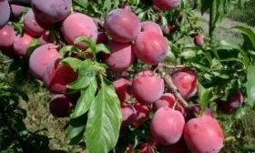 ветви дерева Весты