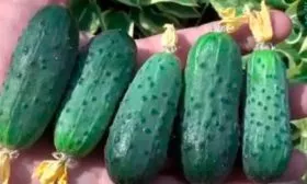 Состав, польза