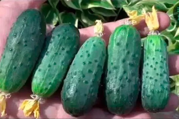 Состав, польза